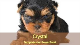  Presentation with british - PPT layouts enhanced with british cat in the santa background and a tawny brown colored foreground