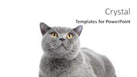  Presentation with british - Presentation theme consisting of british-cat-isolated-on-white background and a white colored foreground