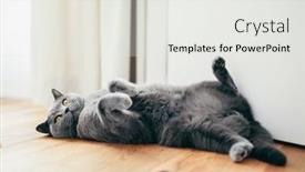  Presentation with british - Colorful presentation theme enhanced with british-cat-lying-relaxed backdrop and a white colored foreground