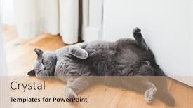  Presentation with british - Presentation theme having british-cat-lying-relaxed background and a coral colored foreground