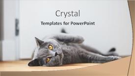  Presentation with british - Amazing slide set having british-cat-lying backdrop and a white colored foreground