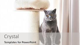  Presentation with cat - Cool new PPT theme with british-cat-sitting-on-cat backdrop and a light gray colored foreground
