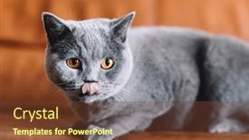  Presentation with lips - PPT layouts consisting of british-cat-with-tongue-out background and a tawny brown colored foreground
