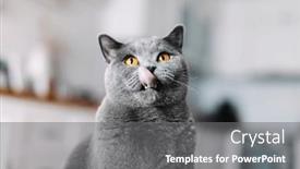  Presentation with british in india - Presentation theme with british-cat-with-tongue-out background and a gray colored foreground
