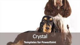  Presentation with english - Slide set enhanced with british culture - couple english cocker spaniels purebred background and a  colored foreground