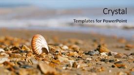  Presentation with sea shell - Presentation design having british isles - nautilus pompilius sea shell seashell background and a light blue colored foreground