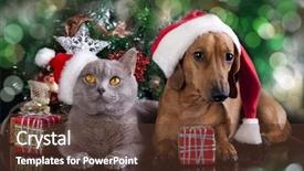  Presentation with dachshund - Slide set with british kitten and dog dachshund background and a tawny brown colored foreground