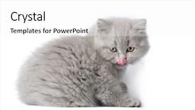  Presentation with british - Colorful PPT theme enhanced with licking it's nose isolated backdrop and a white colored foreground