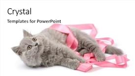  Presentation with hello kitty cute little kitten - Theme with kitten playing with pink ribbon background and a white colored foreground