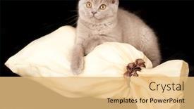  Presentation with british - Slides enhanced with british-kitten-rare-color-lilac background and a yellow colored foreground