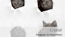  Presentation with british - Slides having british-kittens-peeking-through background and a white colored foreground