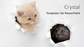  Presentation with british - Slide set with british-kittens-peeking-through background and a white colored foreground