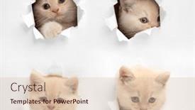  Presentation with british - PPT layouts featuring british-kittens-peeking-through background and a lemonade colored foreground