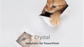  Presentation with british - Slides featuring british-kittens-peeking-through background and a white colored foreground