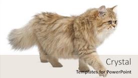  Presentation with walking cat - Audience pleasing presentation theme consisting of british longhair cat 4 months old walking against white background backdrop and a coral colored foreground