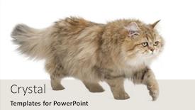  Presentation with walking cat - Beautiful presentation theme featuring british longhair cat 4 months old walking against white background backdrop and a coral colored foreground