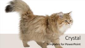  Presentation with walking cat - Theme consisting of british longhair cat 4 months old walking against white background background and a coral colored foreground