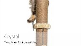  Presentation with cat - Audience pleasing presentation design consisting of british-longhair-cat-playiong backdrop and a white colored foreground