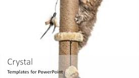  Presentation with cat - Presentation theme enhanced with british-longhair-cat-playiong background and a white colored foreground