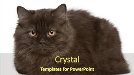  Presentation with british - Beautiful PPT theme featuring british longhair kitten 3 months lying in front of white background backdrop and a tawny brown colored foreground