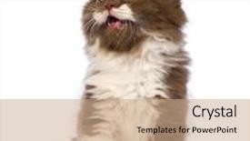 Presentation with british - Slide set consisting of british longhair kitten 6 weeks old sitting looking up and meowing in front of white background background and a coral colored foreground