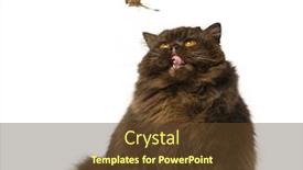  Presentation with british - PPT theme featuring british-longhair-puppy-sitting background and a tawny brown colored foreground