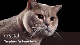  Presentation with british - PPT theme enhanced with purple orchid flower belonging to the orchidaceae a diverse and widespread family of flowering plants background and a coral colored foreground