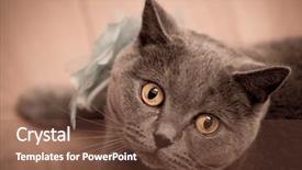  Presentation with british - Beautiful presentation design featuring british-short-hair-cat-looking backdrop and a tawny brown colored foreground