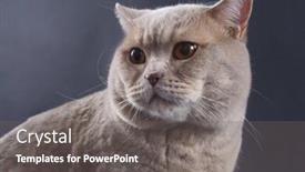  Presentation with british - Slide set featuring british-short-hair-purebred-cat background and a gray colored foreground