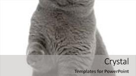  Presentation with british - Audience pleasing PPT theme consisting of british shorthair 15 months old in front of a white background backdrop and a light gray colored foreground