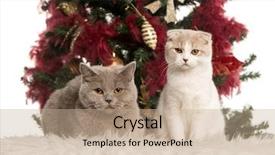  Presentation with fold - Beautiful slides featuring british shorthair 2 years old and a scottish fold kitten 4 months old sitting and lying down in front of a christmas tree backdrop and a coral colored foreground