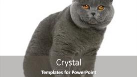  Presentation with british - Theme enhanced with british shorthair 2 years old in front of a white background background and a dark gray colored foreground