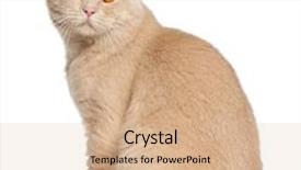  Presentation with british - Cool new PPT theme with british shorthair cat 1 year backdrop and a coral colored foreground