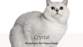  Presentation with evaluation of 5 years old boy - Audience pleasing theme consisting of british shorthair cat 2 years old sitting in front of white background backdrop and a light gray colored foreground