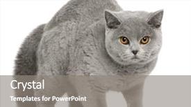  Presentation with walking cat - PPT theme consisting of british shorthair cat 8 months old walking in front of white background background and a gray colored foreground