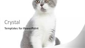  Presentation with alert - Colorful presentation theme enhanced with british-shorthair-cat-just-heard backdrop and a white colored foreground