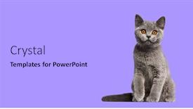  Presentation with british - Presentation theme having british-shorthair-cat-kitten-sitting background and a light gray colored foreground