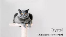  Presentation with british - Colorful presentation theme enhanced with british-shorthair-cat-lying backdrop and a light gray colored foreground