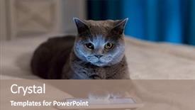  Presentation with british redcoat - PPT layouts featuring british shorthair cat using tablet background and a coral colored foreground