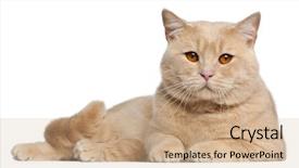  Presentation with cats - Colorful presentation design enhanced with shorthair cats 1 year old backdrop and a coral colored foreground