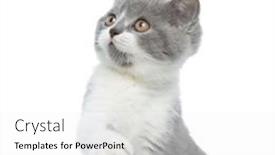  Presentation with british - Colorful slides enhanced with british-shorthair-cub-cat-hitting backdrop and a white colored foreground