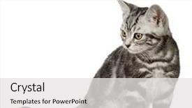  Presentation with british - PPT theme enhanced with british shorthair in front of a white background background and a white colored foreground