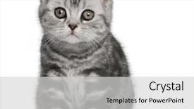  Presentation with british - Amazing slide set having british shorthair kitten 10 months old in front of a white background backdrop and a light gray colored foreground