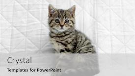  Presentation with british - PPT theme having british-shorthair-kitten-animal-background background and a light gray colored foreground
