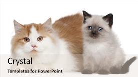  Presentation with british - Audience pleasing PPT theme consisting of british shorthair kittens 2 and 5 months old sitting in front of white background backdrop and a lemonade colored foreground