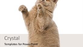  Presentation with british - Beautiful presentation theme featuring british shorthair pawing up backdrop and a coral colored foreground