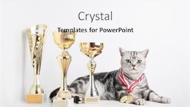  Presentation with champion - Presentation featuring british-shorthair-silver-tabby-cat background and a white colored foreground