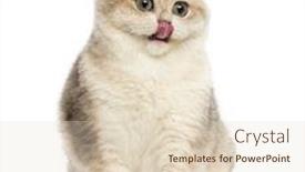  Presentation with british - Cool new presentation with british-shorthair-sitting-licking backdrop and a lemonade colored foreground