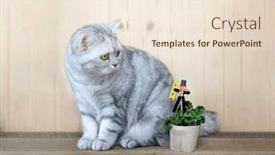  Presentation with clover - PPT layouts consisting of british-shorthair-striped-cat background and a  colored foreground