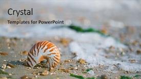  Presentation with sea shell - Cool new theme with british summer beach with nautilus backdrop and a light gray colored foreground